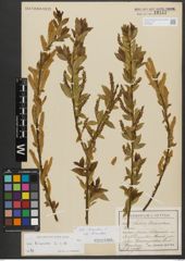 Foto von Salix triandra subsp. triandra L.